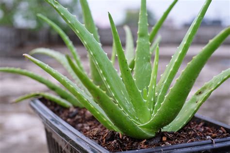 Aloe Vera Faz Mal Para O Fígado - Here Are Tips on How to Save and Identify a Sick Aloe Plant | HappySprout