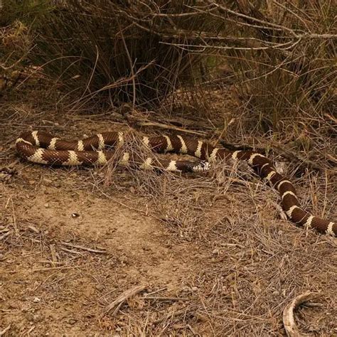 California Kingsnake Facts Diet Habitat And Pictures On Animaliabio