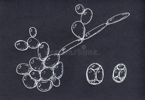 Saccharomyces Cerevisiae Yeast