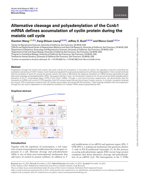 PDF Alternative Cleavage And Polyadenylation Of The Ccnb1 MRNA