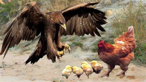 Chicken Vs Eagle IпсгedіЬɩe Mother Chicken Saves Her Chicks From An