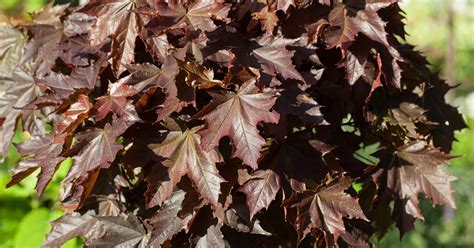 Acer Platanoides Crimson King Roter Spitzahorn Crimson King