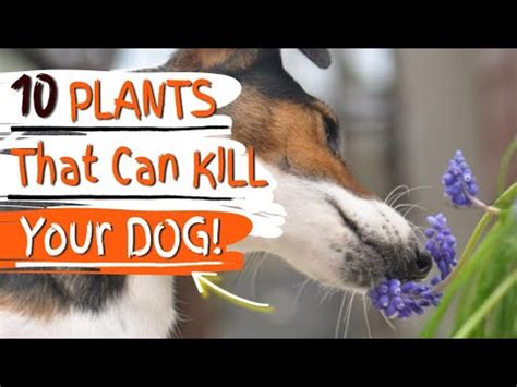 The following ten garden plants can kill your dog [Upd. 2 days ago]