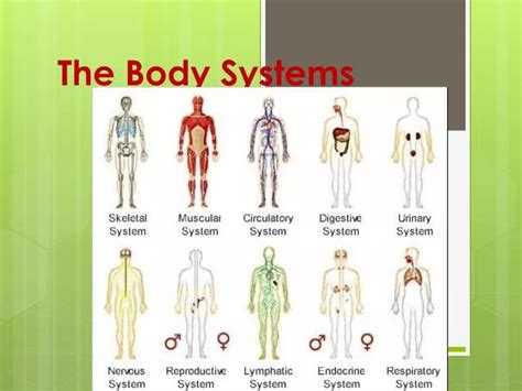 11 Body Systems Diagram