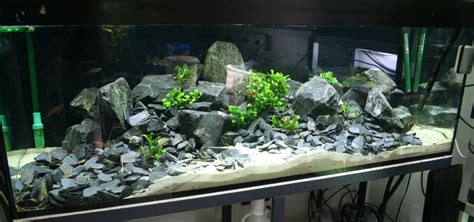 Fish Tank With Basalt Stones Aquarium How To Aquarium Aquarium