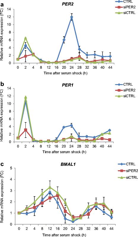 Role Of Per2 In The Circadian Phase Of Serum Shock Synchronized Human