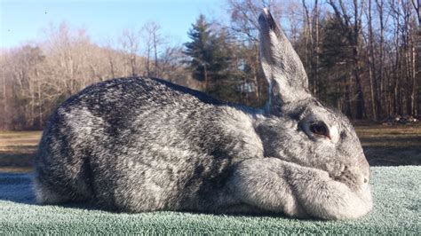 American Chinchilla Rabbits Are A Critically Endangered Heritage Breed