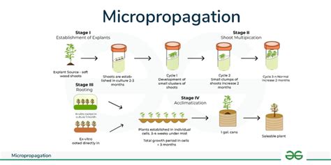 Micropropagation Methods And Techniques Geeksforgeeks