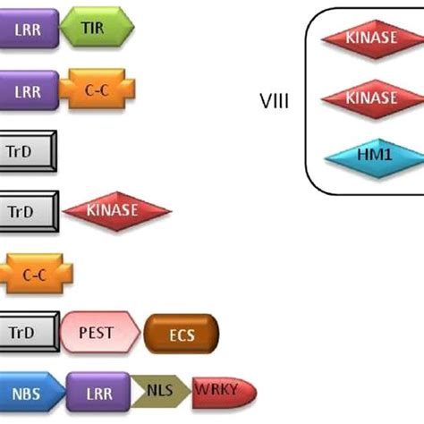 Pdf Plant Disease Resistance Genes Current Status And Future Directions