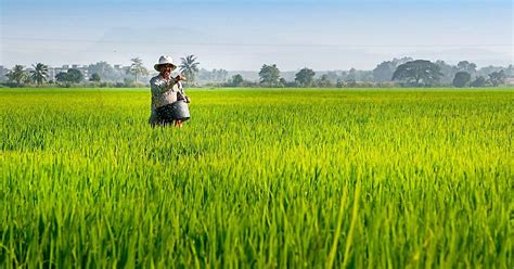 Kali Tanam Dalam Tahun Kedah Sasar Tingkat Pengeluaran Padi