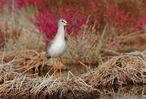 Spotted Redshank | Greek Nature Encyclopedia