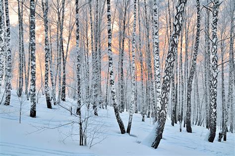 Birch Tree Pictures, Images and Stock Photos - iStock