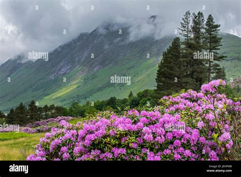 Rhododendron N P Ntico Rododendro Rhododendron Ponticum En Flor