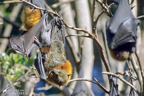 Australian Giant Flying Fox