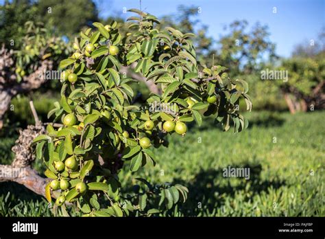 Árbol De Guayaba Con Fruta Verde Que Crece En Una Granja Orchard