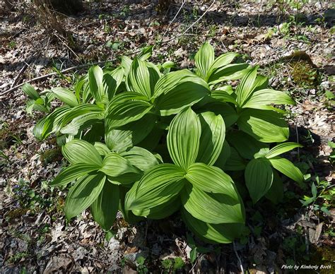 Maryland Biodiversity Project Green False Hellebore Veratrum Viride