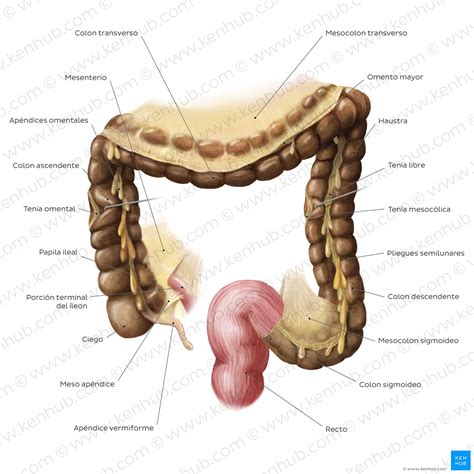 vocal sin Eh parte terminal del tubo digestivo Temblar Chaise longue áspero