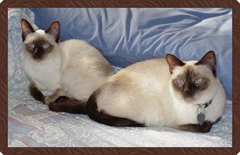 B & D Siamese Cattery