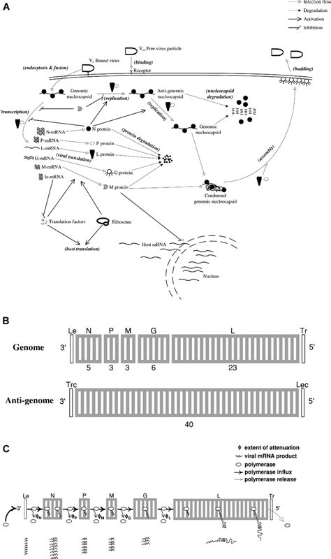 Schematic Descriptions (A) Infection cycle of VSV. (B) Segmentation of... | Download Scientific ...