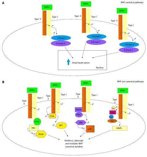 Use Of Bone Morphogenetic Proteins In Mesenchymal Stem Cell Stimulation