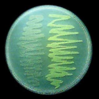 Bioticderi Practica Cultivo De Bacterias