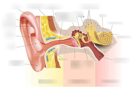 Anatomy Of The Inner Ear Diagram Quizlet