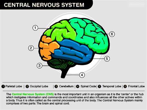 Understanding the Central Nervous System - Testbook.com