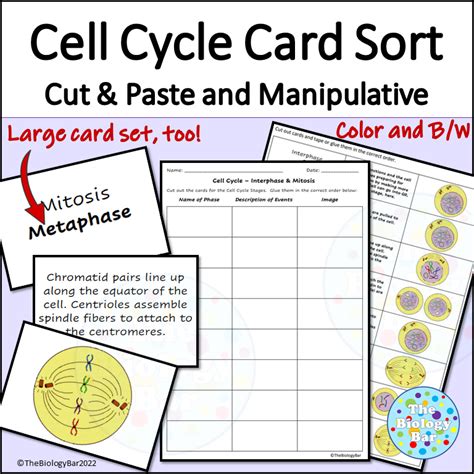 Cell Cycle Mitosis Card Sort Made By Teachers