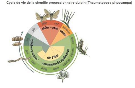 CYCLE DE LA CHENILLE PROCESSIONNAIRE