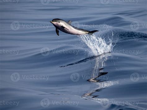 baby newborn Dolphin while jumping in the sea at sunset 20195761 Stock ...