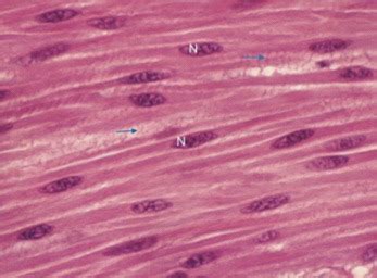 Histologie Tissus Musculaires Flashcards Quizlet