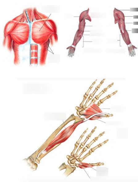 Milady Chapter 6 Muscles Of The Arms Shoulders And Hands Diagram