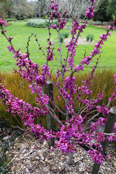 Cercis Chinensis Avondale