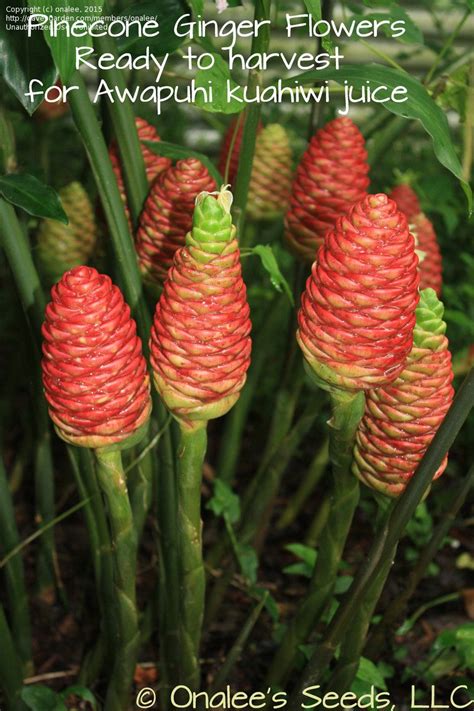 Pinecone Ginger Flower Heads Are Ripe And Ready To Harvest The Awapuhi Juice From In The Fall