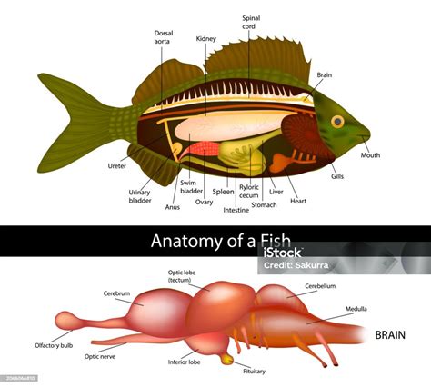 Anatomi Otak Ikan Ikan Primitif Organ Dalam Ikan Ilustrasi Vektor