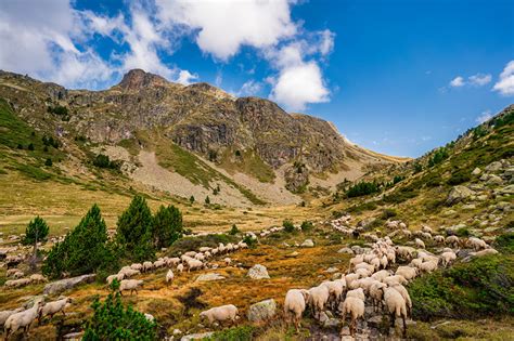 Fonds d ecran France Montagnes Mouton Ovis aries Aston Pyrenees Vallée