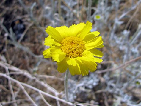 Desert Marigold