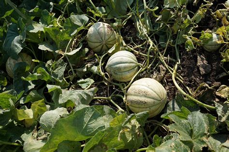 Panduan Praktis Budidaya Melon Untuk Pemula Agar Buah Melimpah Toko