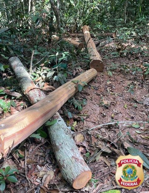 PF combate crimes ambientais em terra indígena Polícia Federal