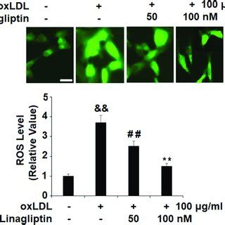 Treatment With Linagliptin Prevents Lipid Droplet Accumulation A