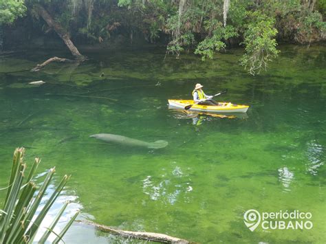 Polémica Medida Ante La Falta De Comida Para Los Manatíes En Florida