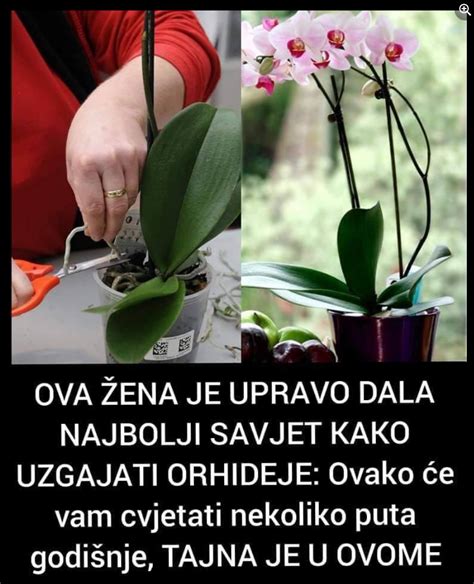 Ena Je Dala Najbolji Savjet Kako Uzgajati Orhideje Ovako E Vam