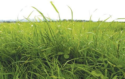 phosphorus overview news form milkmap