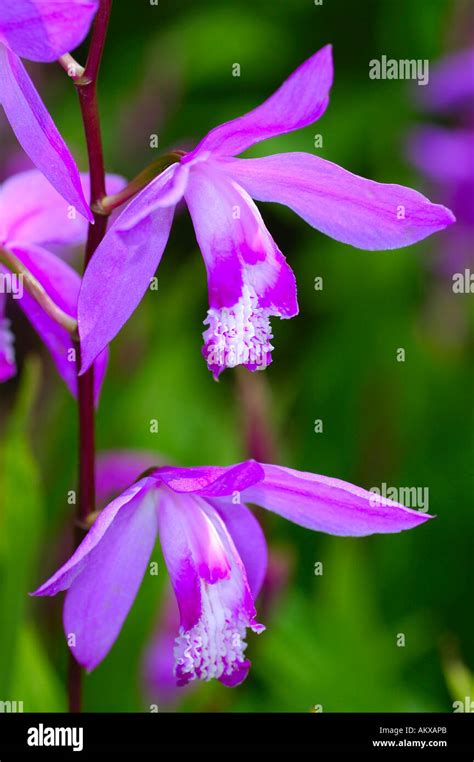 Chinese Ground Orchid Urn Orchid Hyacinth Orchid Hardy Orchid