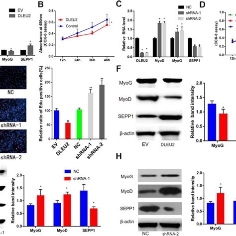 A MRNA Expression Levels Of SEPP1 And Myogenic Markers MyoD And