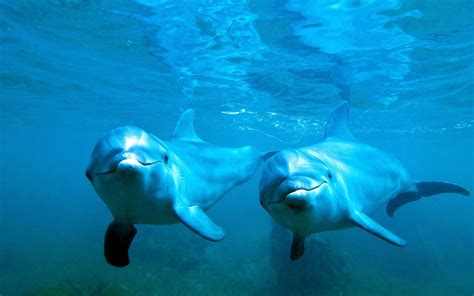 animals nature dolphin underwater blue sea water wallpaper - Coolwallpapers.me!