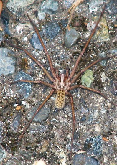 Giant House Spider Eratigena Duellica Bugguidenet