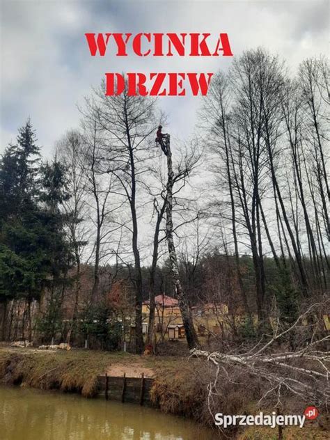 Wycinka Drzew Trudnych Przycinanie Drzew Kielce Sprzedajemy Pl