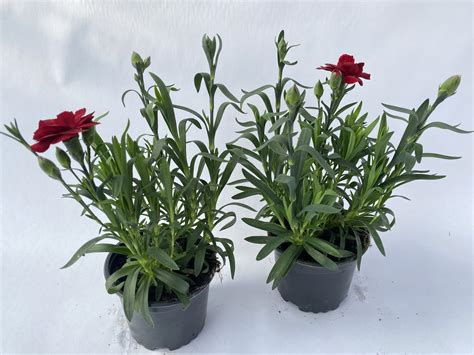 Go Dzik Ogrodowy Wieloletni Dianthus Caryophyllus Dark Red Ciemny