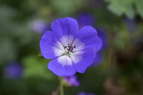 Cranesbills Group Of Blue White Purple Flowers In Bloom Geranium